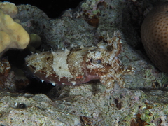 Sepia prashadi
