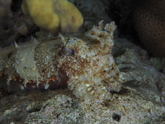 Sepia prashadi