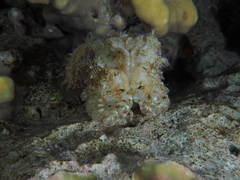 Sepia prashadi