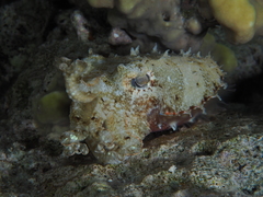 Sepia prashadi