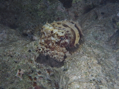 Sepia prashadi
