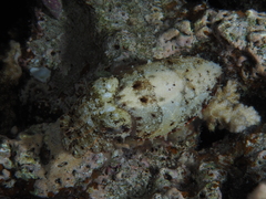 Sepia prashadi