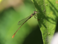 Agriocnemis pygmaea