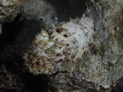 Sepia prashadi