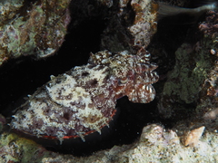 Sepia prashadi