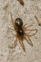 Paratrachelas maculatus