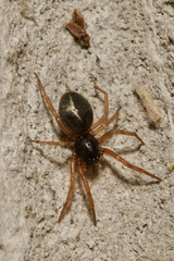 Paratrachelas maculatus