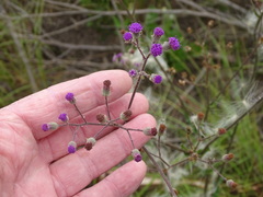 Senecio purpureus