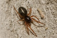 Paratrachelas maculatus