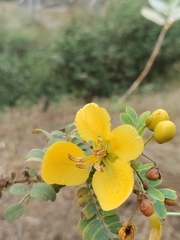 Senna auriculata
