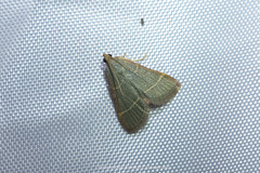 Hypsopygia nonusalis