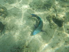 Scarus fuscopurpureus