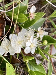 Psidium salutare mucronatum
