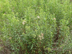 Nidorella ivifolia