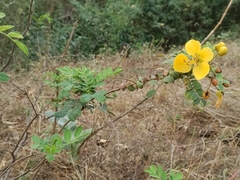 Senna auriculata