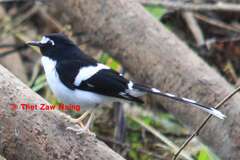 Enicurus immaculatus