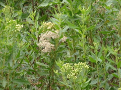 Nidorella ivifolia