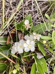 Psidium salutare mucronatum