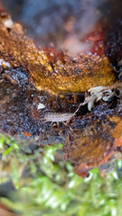 Porcellium collicola