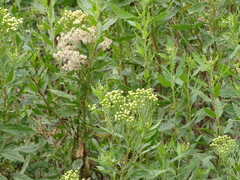 Nidorella ivifolia