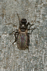 Ischiolepta