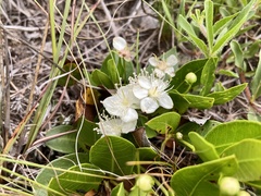 Psidium salutare mucronatum