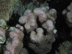 Porites rus