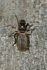 Ischiolepta
