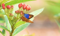Cigaritis ictis
