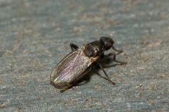 Ischiolepta