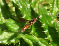 Ocyptamus antiphates