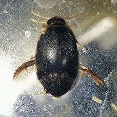 Thermonectus