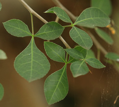 Commiphora neglecta