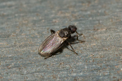 Ischiolepta