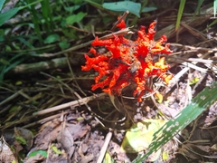 Lysurus corallocephalus