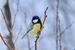 Parus major