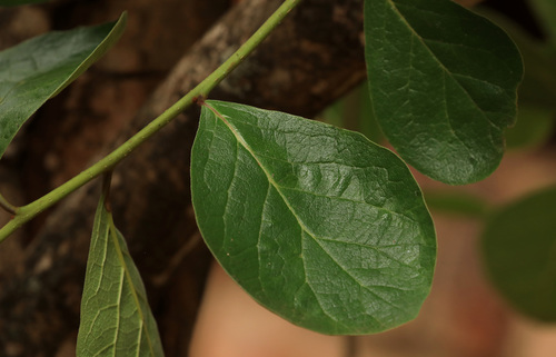 Image of Ehretia amoena by (c) Wynand Uys, some rights reserved (CC BY)