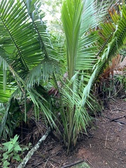 Attalea humilis
