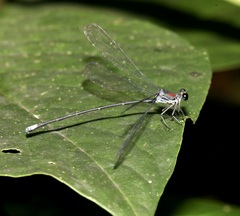 Philogenia martae