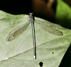Philogenia martae