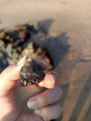 Trochus radiatus