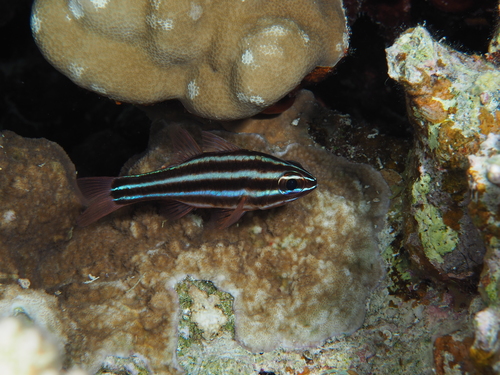 Blackstriped Cardinalfish — seen at this dive site