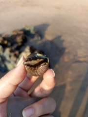Trochus radiatus