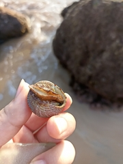 Trochus radiatus