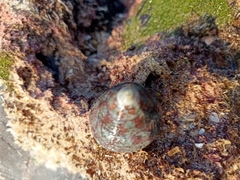 Trochus radiatus