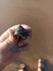 Trochus radiatus