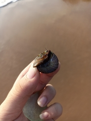 Trochus radiatus