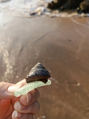 Trochus radiatus