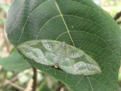 Hypochrosis meridionalis