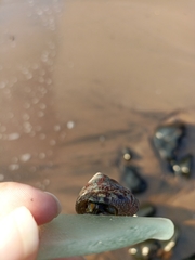 Trochus radiatus